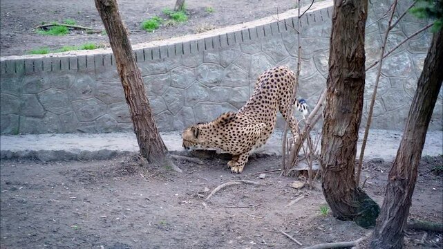 4 beautiful long leopard with black polka dots and long tail smells ground and looks around