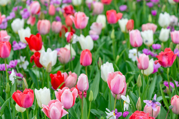 blooming spring tulips flower like background in the park, floral background