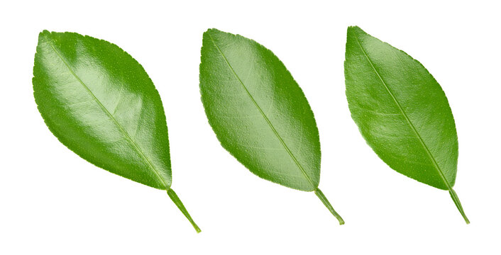 lime leaves isolated on a white background. Leaves collection