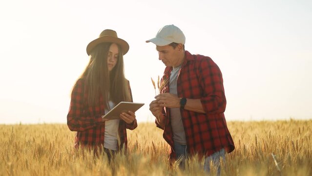Agriculture. two farmers are working in a wheat field. business agriculture concept. farmers study harvest. barley cereal wheat grain harvest time. healthy food export business. wheat barley harvest
