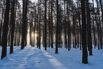 The sun shines through the trees in the winter forest. Cold winter weather, snow, frost.