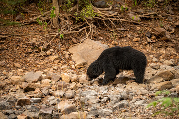 sloth bear or Melursus ursinus side profile an aggressive and Vulnerable animal from wild in outdoor wildlife safari at forest of central india