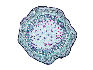 cross section cut slice of plant stem under the microscope – microscopic view of plant cells for...