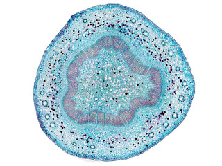 cross section cut slice of plant stem under the microscope – microscopic view of plant cells for...