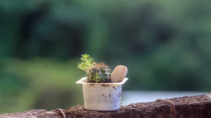 A small cactus in the garden