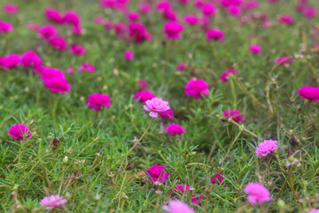 Pink Portulaca grandiflora on the ground
