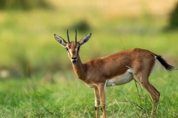Chinkara or Indian gazelle Antelope animal funny face portrait or facial expression in outdoor...