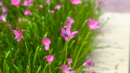 Closeup of Zephyranthes Grandiflora or rain lily blooming on the ground