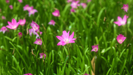 Obraz na płótnie Canvas Closeup of Zephyranthes Grandiflora or rain lily blooming on the ground
