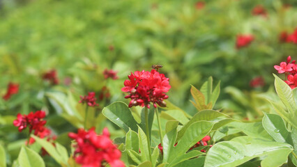 Closeup of honey bee on the red tropical milkweed