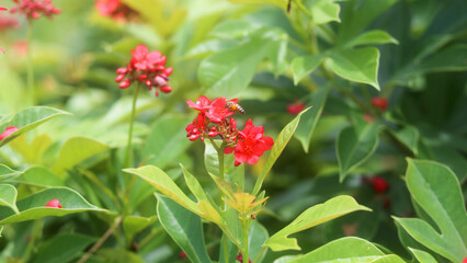Closeup of honey bee on the red tropical milkweed