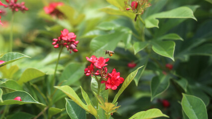 Closeup of honey bee on the red tropical milkweed