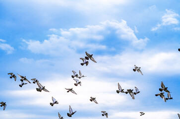 Birds in the sky. Pigeons on a background of blue sky.