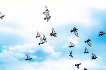 Birds in the sky. Pigeons on a background of blue sky.