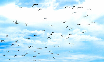 Birds in the sky. Pigeons on a background of blue sky.