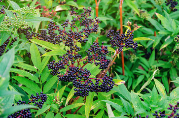 Black ripe elderberry bushes in the forest. Early autumn. The wild nature.