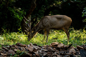Male Sambar deer or Rusa unicolor with long horn or stag in natural light and shadow or rim...