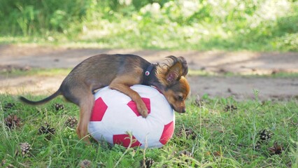 Dog makes funny sex with a toy. A toy is a soccer ball. Legs hang hilariously. Humping dog. Humpy toy terrier.