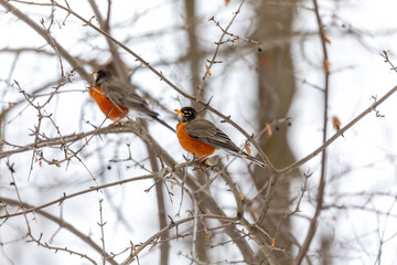 American robin (Turdus migratorius) , birds that came from the south, looking for food in the snow in the park.