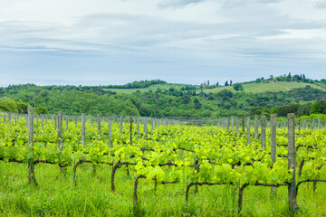 Fototapeta na wymiar Tuscan vineyards