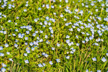 Spring small blue wildflowers in a meadow in green grass