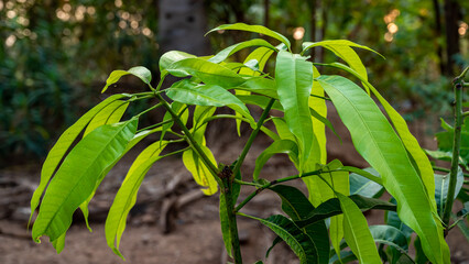 Mangifera indica, commonly known as mango, is a species of flowering plant in the family Anacardiaceae.