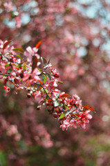 red autumn leaves