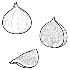 Vector illustration of figs, isolated on white background.