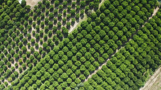 orange trees plantation aerial view in Turkey.  Aerial views over top of rows of orange trees in plantation. Growing fruit trees.  Rows of trees grow. The aerial view on orchard of trees
