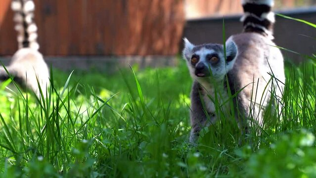 69 lemur little monkeys with big black and white tails jump on trees outside on a sunny day
