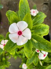 Obraz premium pink and white flowers