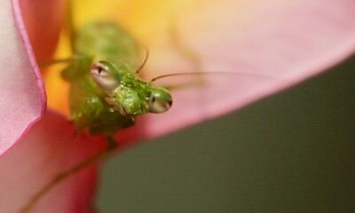 The face of a tiny praying mantis perched on a flower.