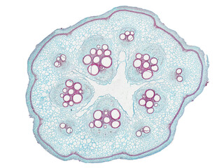 cross section cut slice of plant stem under the microscope – microscopic view of plant cells for...