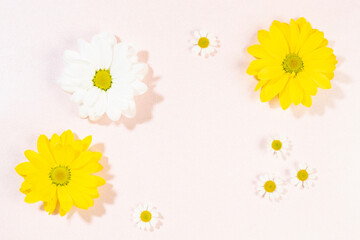 yellow and white daisies on a pink background