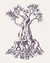 Mangrove tree roots hand drawing