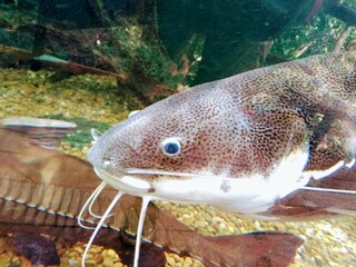 fish in the water