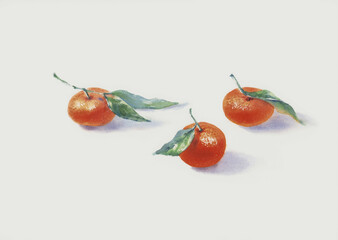 Three mandarine oranges on white background watercolor