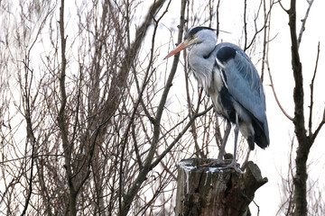 gray heront, Ardea cinerea, massive long-legged wading bird with long neck, curved beak sits high...