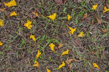 Yellow flowers fall on the grass many flowers.