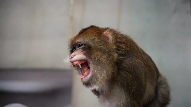 1 an angry monkey aggressively showing off its big teeth