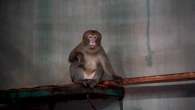 1 a monkey sitting and yawning all his teeth were visible