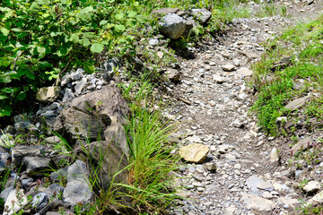 rocky hiking trail in green forest, brown earth, concept tourist walk in nature, difficult climb in mountains, nature conservation, planet ecology, warming problem, adventure goal