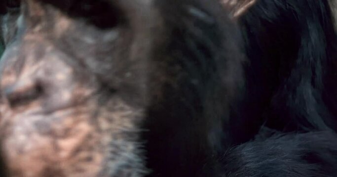 1 chimpanzee monkey shot up close as embarrassed
