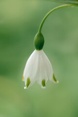 Obraz premium extreme close-up of snowdrop flower on green background