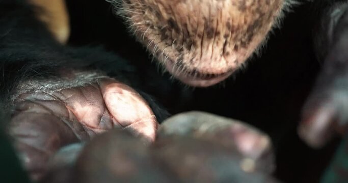 1 the monkey bites his fingernails
