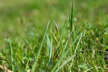 Wiesengras im Frühling