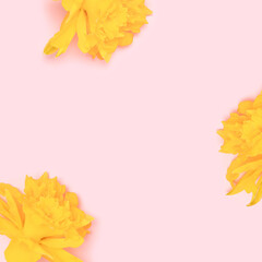 Heads of yellow narcissus flowers on a pink pastel background. Floral concept with copy space.