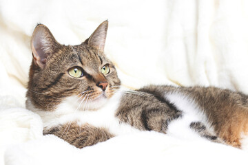Fototapeta premium Gray shorthair domestic tabby cat lying on a white fluffy blanket. Selective focus.