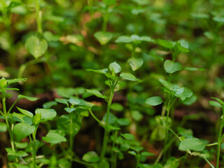 芽吹いたばかりの植物