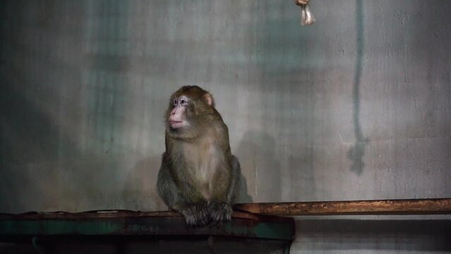 1 the monkey sits on a bench indoors and looks at the camera as he yawns